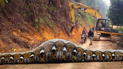 Did Workers Spot A Giant Snake With A Massive Bulge