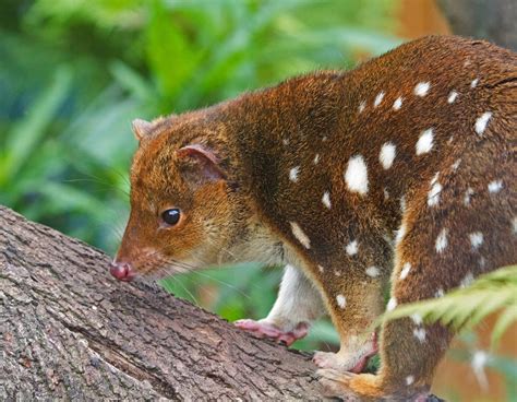 Wildlife Feature Spotted Tail Quoll National Parks Association Of