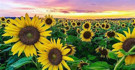 Stunning Sunflower Farm Near Toronto Expected To Open This Weekend Photos Listed