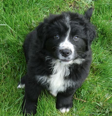 $1295.00 aaronsburg, pa bernese mountain dog mix puppy. bernese mountain dog x newfoundland puppy | Ferryhill ...