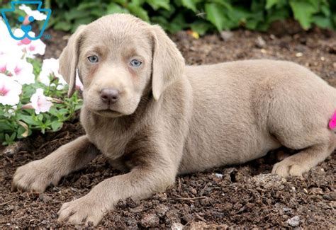 Black labrador puppy english labrador pure labrador white labrador puppies yellow labrador. Danice | Labrador Retriever - Silver Puppy For Sale ...