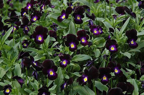 30 Seeds Black Pansy Flower Seeds Black Clear Crystals Viola Etsy