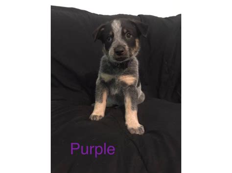 Full Blooded Blue Heeler Puppies For Sale Saint Louis Puppies For