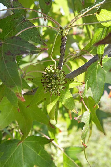 Which Trees Produce Spiky Round Balls Heres How To Identify Them Better Homes And Gardens