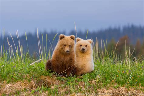 Grizzly Bear Cubs Lake Clark National Park Alaska Photos By Ron