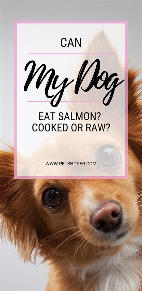 Dogs have a different digestive system from humans. Can My Dog Eat Salmon? Cooked or Raw?[Health Concerns ...