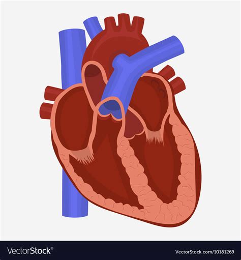 Heart Images Anatomy