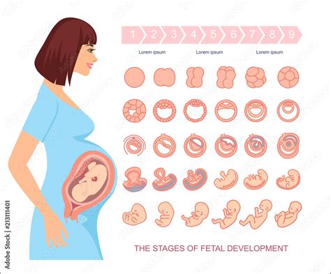 Stages Of Fetal Development Isolated On White Background Pregnancy My Xxx Hot Girl