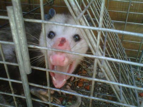 Los Angeles Opossum Removal From Animal Capture Wildlife Control