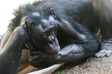 Bonobo Facts Animal Facts Encyclopedia