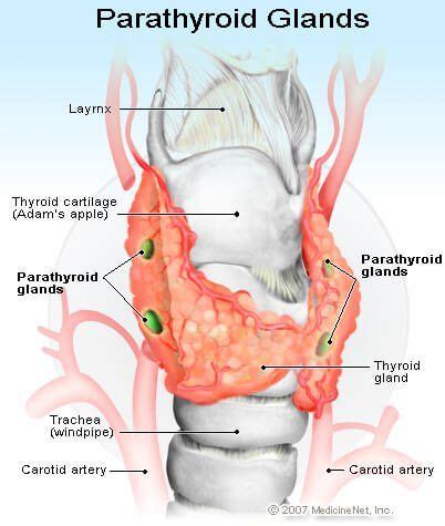 Picture Of The Parathyroid Glands Thyroid Health Endocrine System