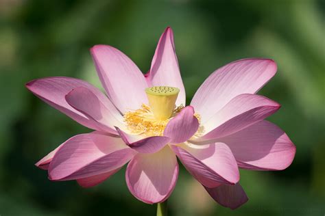 National Flower Of Vietnam Lotus Flower Hanoi Tours