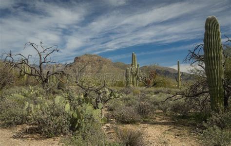 Beautiful Desert Landscape Stock Image Image Of Arizona 209809391