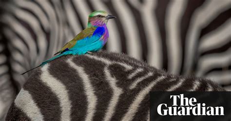 Wildlife Photographer Of The Year Peoples Choice Winner 2018 In