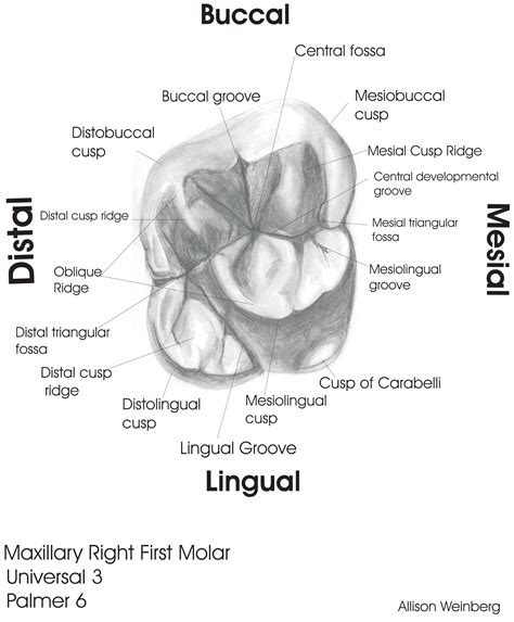 Wikipedia Dental Anatomy