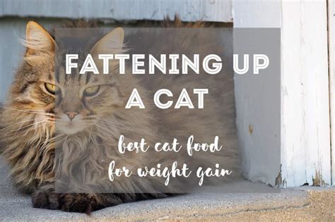 Here are our picks for the best wet food for weight loss. How to Fatten up a Cat: Best Cat Food to Gain Weight {Dry ...
