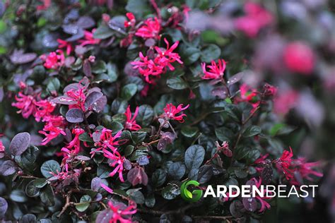 Chinese Fringe Flower Guide How To Care For Loropetalum Chinense