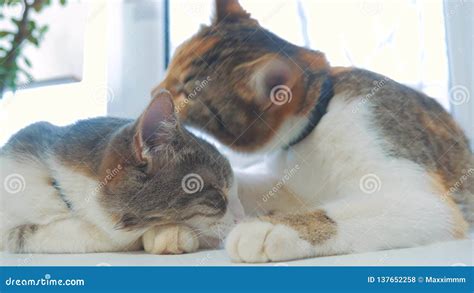 Funny Video Cat Two Cats Lick Each Other Kitten Slow Motion Video Cats Grooming And Licking