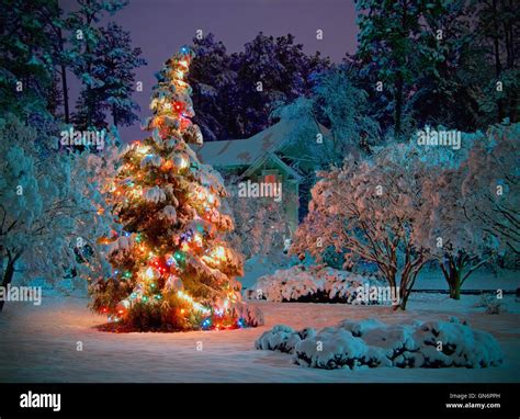 Snow Covered Outdoor Christmas Tree With Multicolored Lights Stock