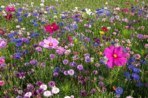 Use This Guide To Plant A Wildflower Garden