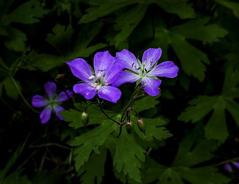 Appalachian Mountain Wildflowers