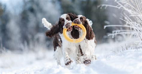 28 Tips For Surviving Winter With Your Dog Petlifenz™