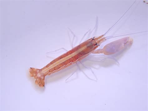 Blue Leg Pistol Shrimp Oceans Garden Aquaculture