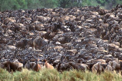 Wildebeest Herd Migrating Stock Image C0045731 Science Photo Library