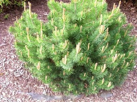 Mugho pine / swiss mountain pine please visit my store for over 1,700 types of flower, vine, tree, shrub, herb. 25 MUGO PINE Dwarf Evergreen Shrub Pinus Pumilio Seeds ...