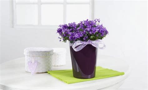 Start with just one easy plant, or. Easy flowers to grow indoors - a useful guide for indoor ...