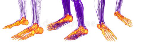 Feet Bone Stock Illustration Illustration Of Medical 88885184