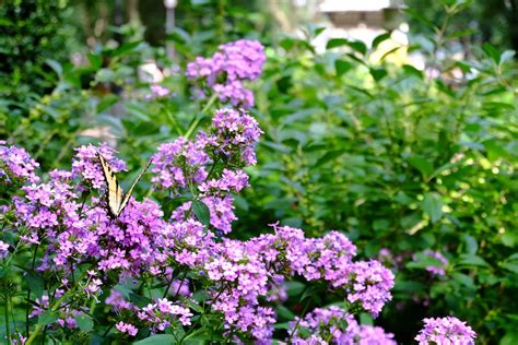 Verbena Vs Lantana 5 Key Differences A Z Animals