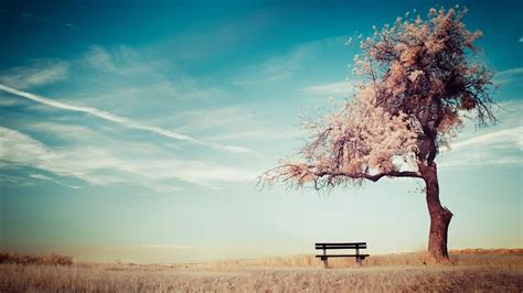 Alone Trees Bench Sky Ground Wallpapers Hd Desktop And Mobile