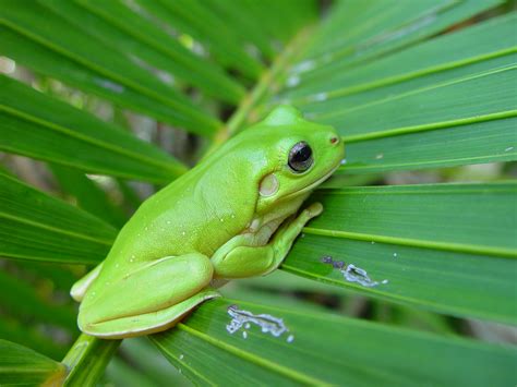Filefrog On Palm Frond Wikipedia