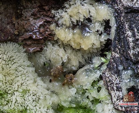 Coral slime mold (ceratiomyxa fruticulosa var. Цератиомикса кустарничковая (Ceratiomyxa fruticulosa) фото и описание