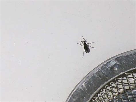 Little Black Bugs With Wings In Bedroom
