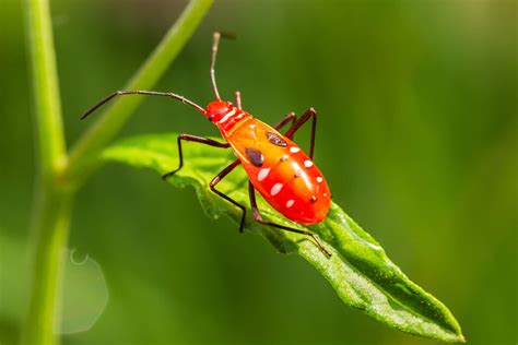 The Outdoor Pest Control Guide How To Keep Your Yard And Garden Free