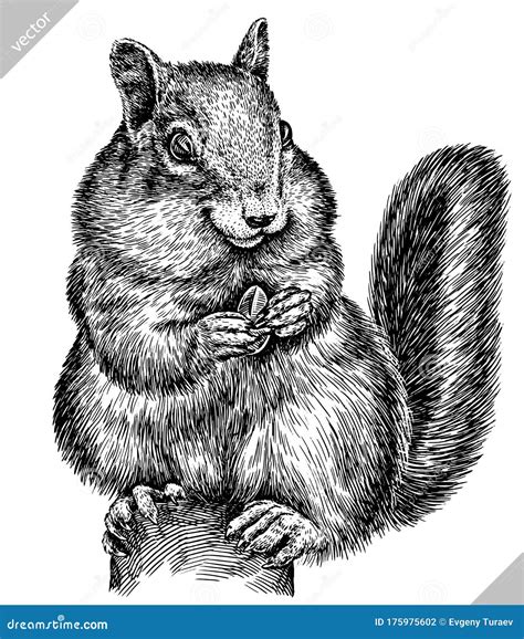 Black And White Engrave Isolated Chipmunk Vector Illustration Stock