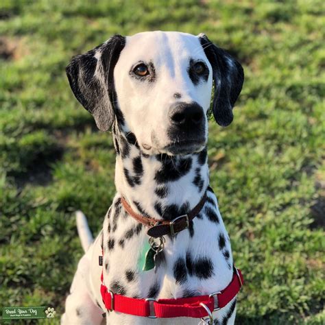 Stud Dog Black Spotted Male Dalmatian With Amber Eyes