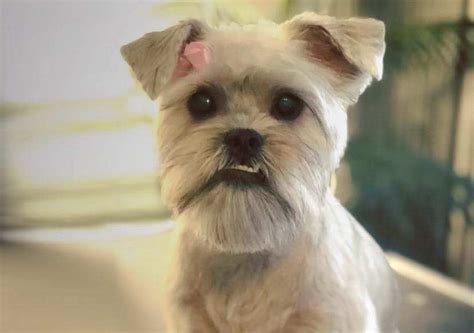 20 gorgeous brussels griffon mixes you just have to see page 3 of 5