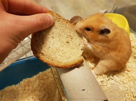 What Do Hamsters Eat Petschoolclassroom