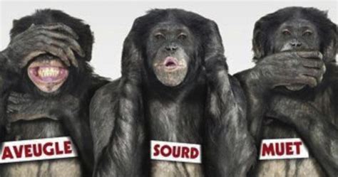 Singes Sagesse Bonobos Photos Humour
