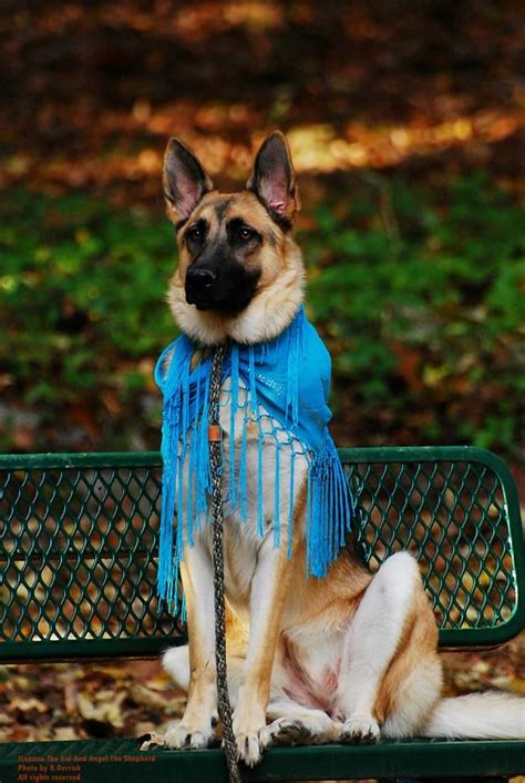 They may look scary, but spiders actually help people. #German #Shepherd #Dog YOU BETTER STILL WATCH OUT, HE CAN ...