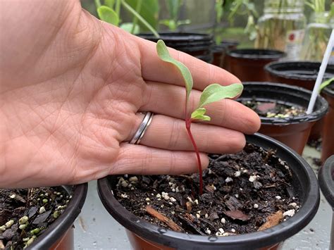 Did This Swiss Chard Seedling Bolt Vegetablegardening