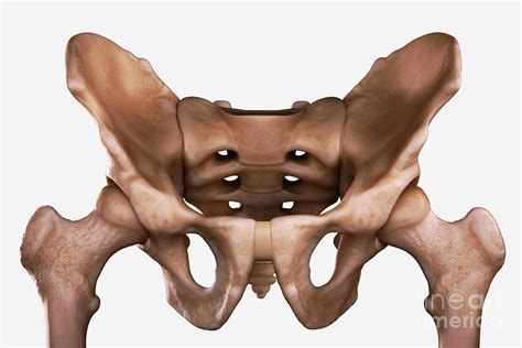 Pelvis Joints Photograph By Science Picture Co