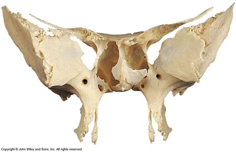 Sphenoid Bone Posterior View