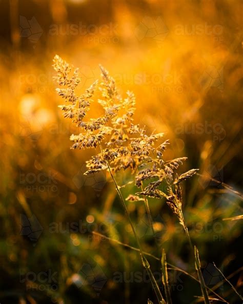 Image Of Grass Catching The Sunlight At Golden Hour Austockphoto