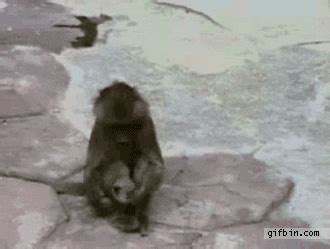Monkey GIF Find Share On GIPHY