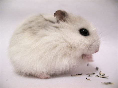 Hamster Roborovski Spesies Terkecil Dan Tercepat Dengan Karakter Unik