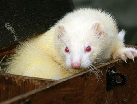 How Do You Breed Ferrets With Different Eye Colourations Shooting Uk